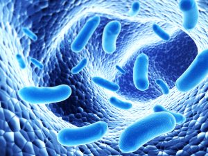 Vi khuẩn probiotic là gì? Cách tăng cường probiotic cho cơ thể