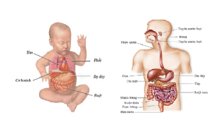 Hội chứng colic ở trẻ sơ sinh: những điều ba mẹ cần biết!