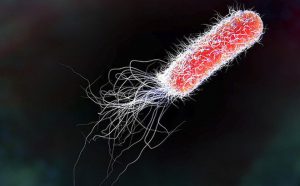 Phác đồ điều trị tiêu chảy ở trẻ do nhiễm khuẩn e coli