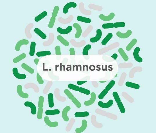 Tìm hiểu công dụng của lợi khuẩn L.rhamnosus tăng cường hệ tiêu hóa