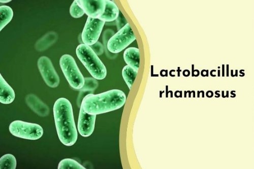 Ưu điểm vượt trội của lợi khuẩn L.Rhamnosus kháng axit dạ dày
